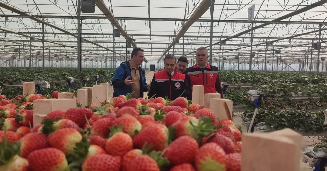 Aydın’da çilek hasadı başladı
