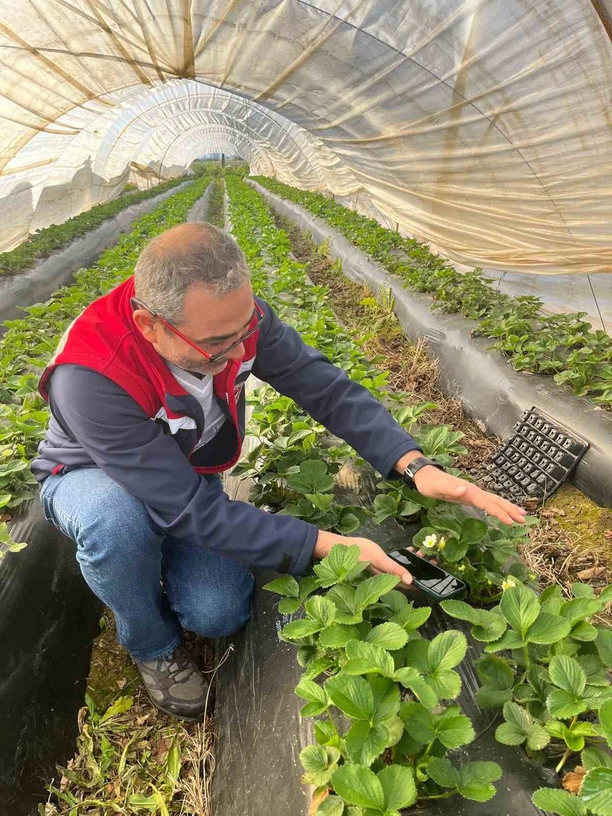 Aydın’da hasat öncesi çilek bahçeleri kontrol edildi
