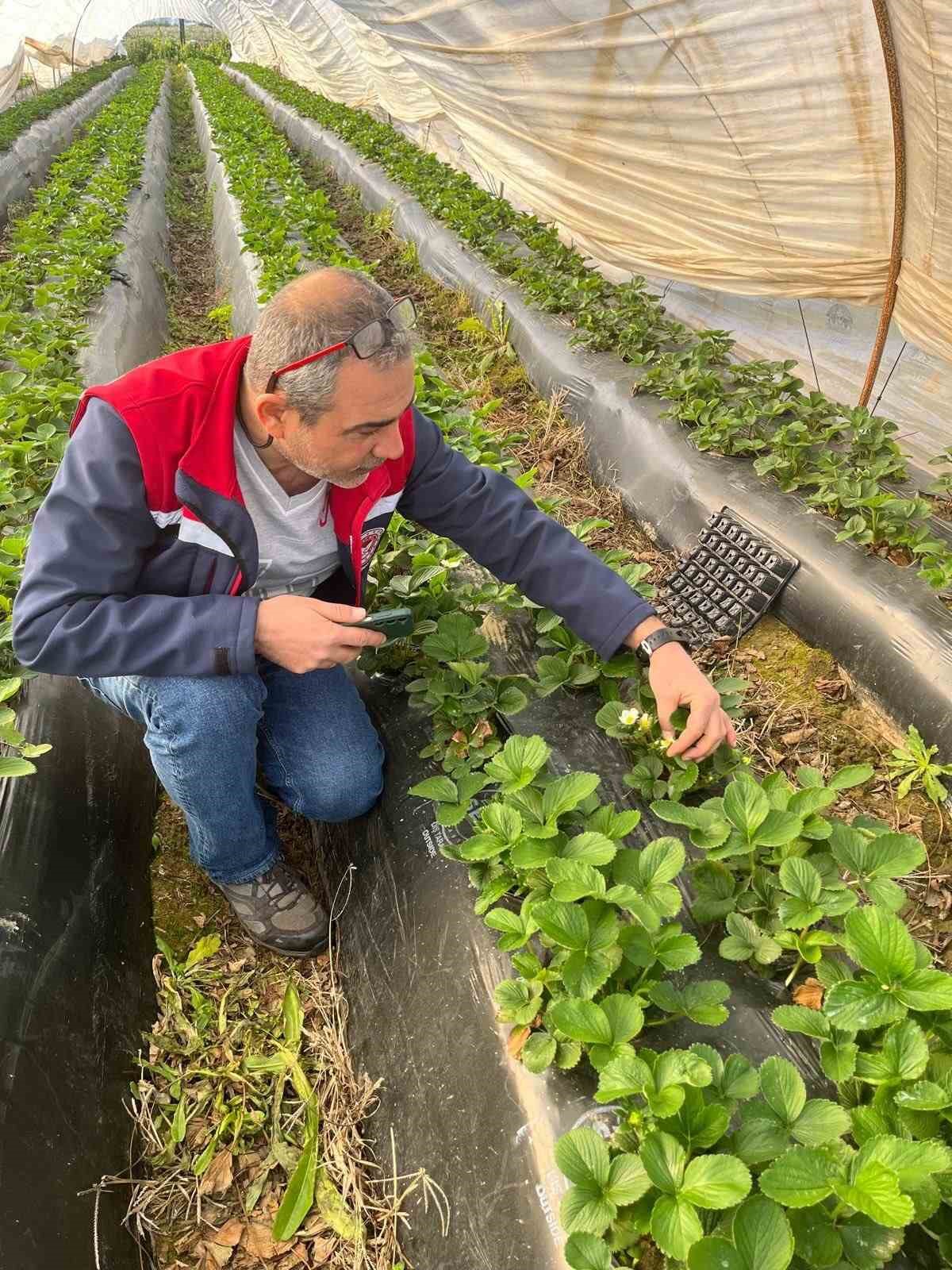Aydın’da hasat öncesi çilek bahçeleri kontrol edildi
