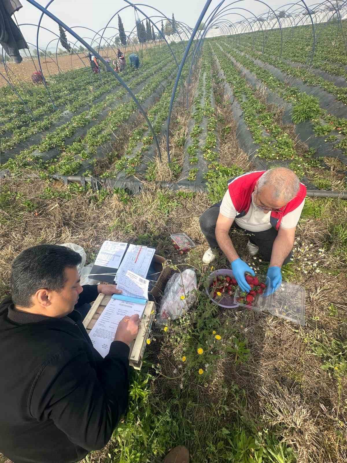 Aydın’da hasat öncesi çilek bahçeleri kontrol edildi
