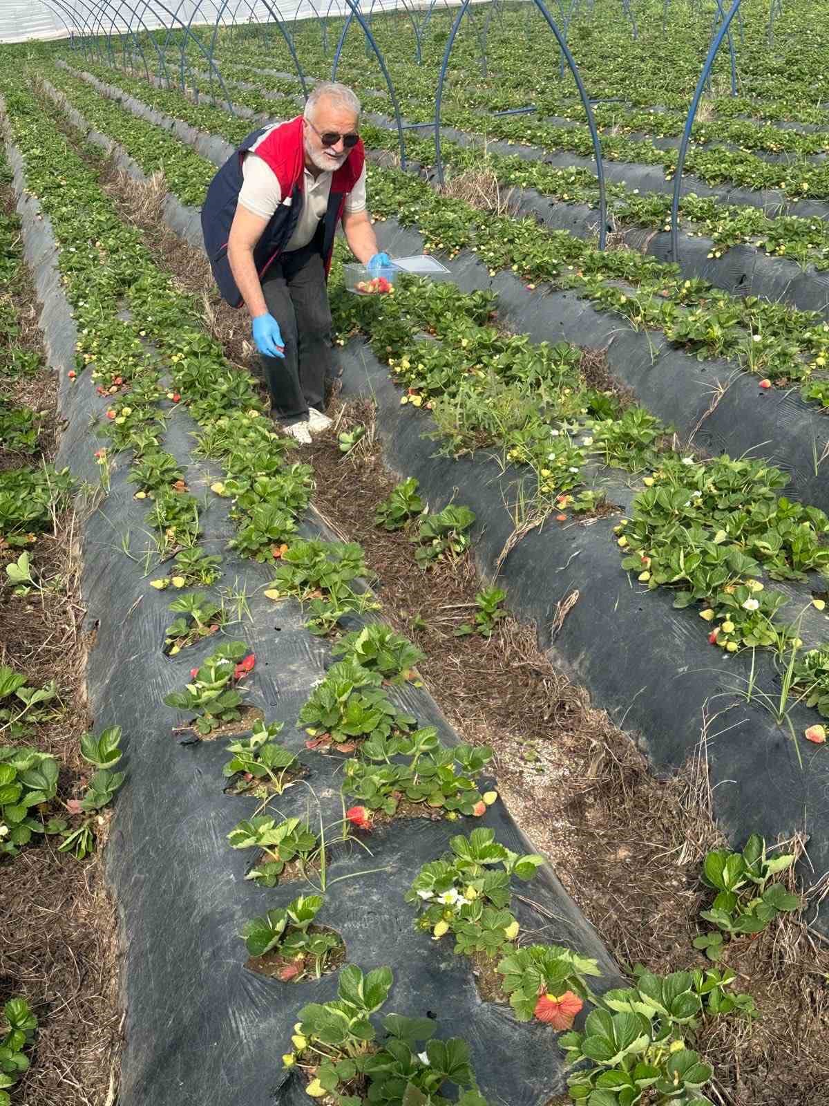 Aydın’da hasat öncesi çilek bahçeleri kontrol edildi
