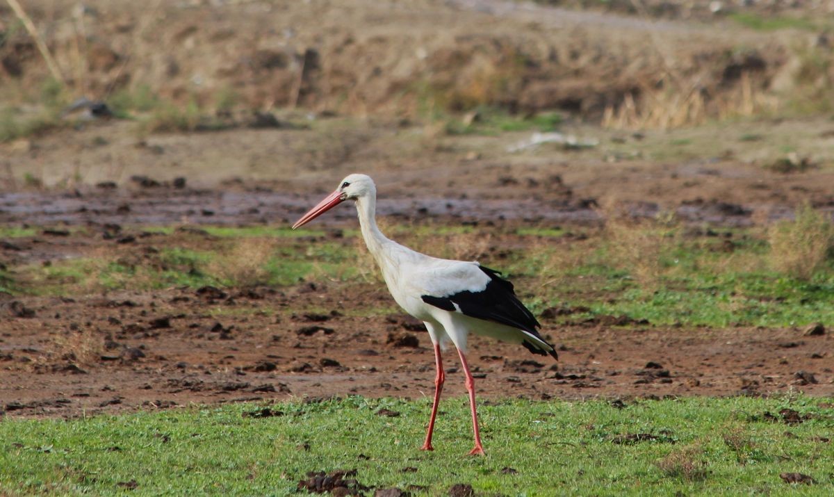Aydın’da ilk leyleği gördü, bir çuval unu kaptı
