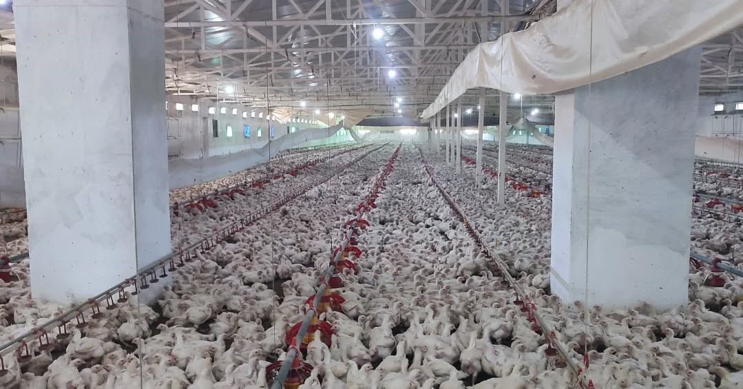 Aydın’da kanatlı üretimi 71 işletmede sürüyor
