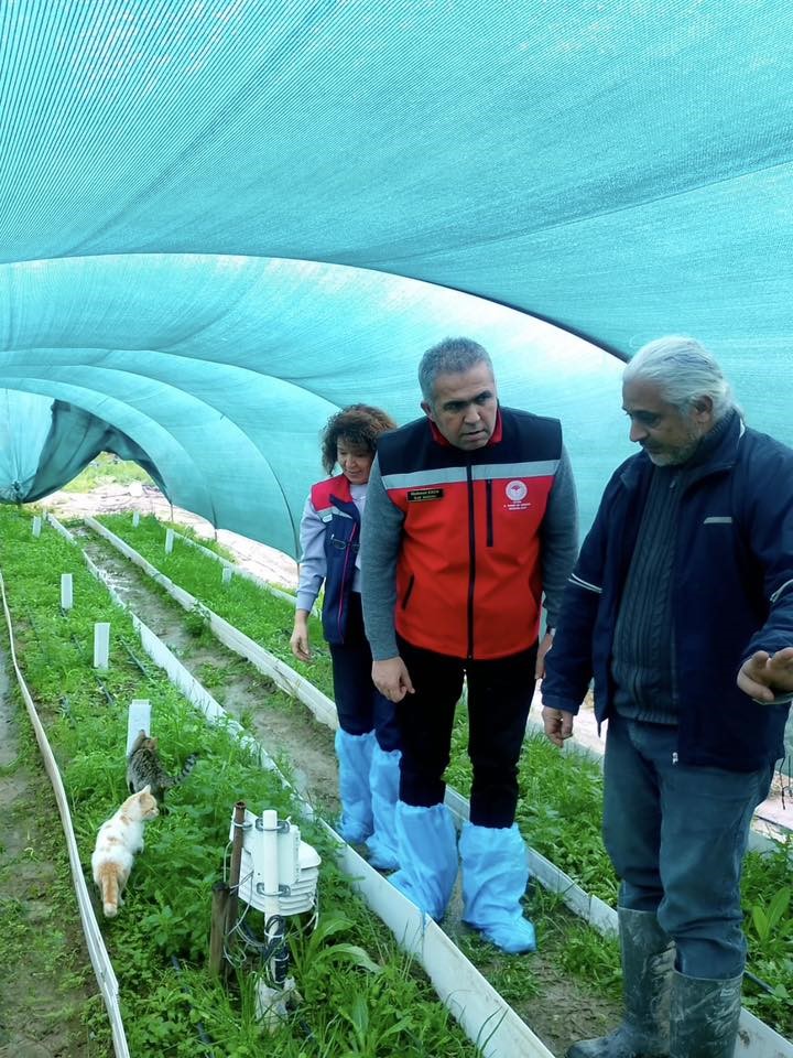 Aydın’da salep orkidesi üretimi büyüyor
