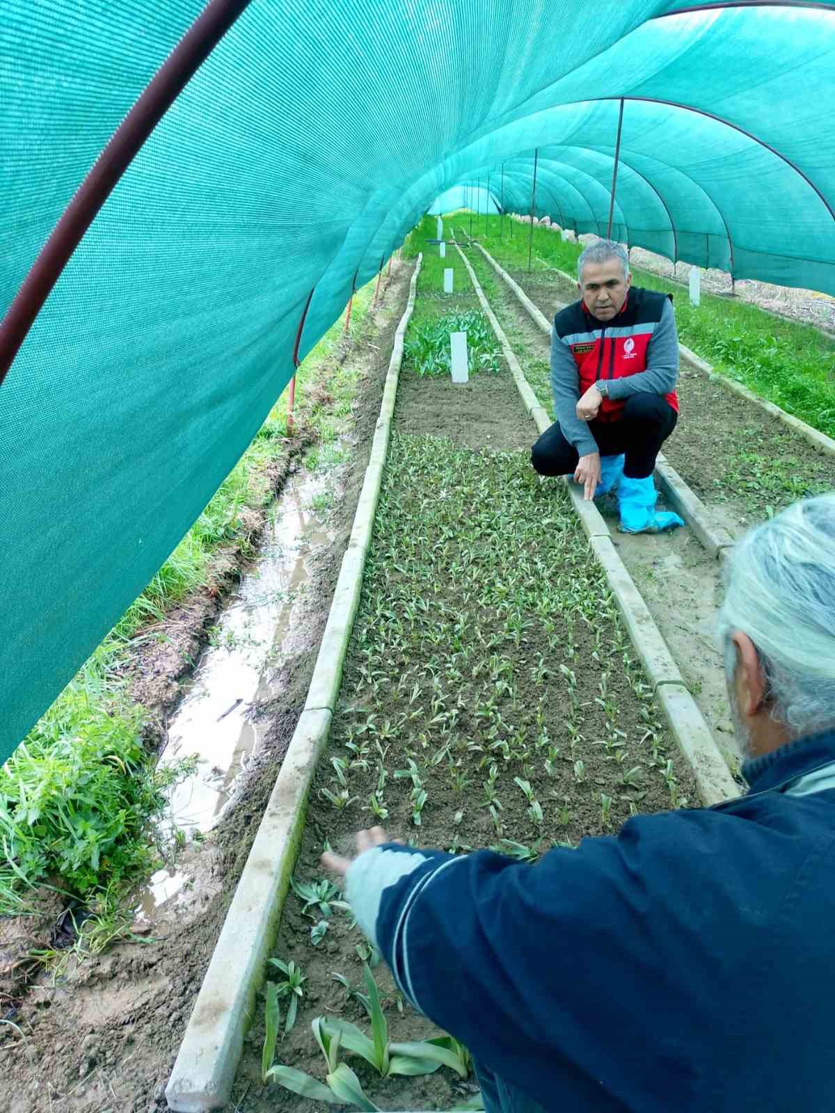 Aydın’da salep orkidesi üretimi büyüyor
