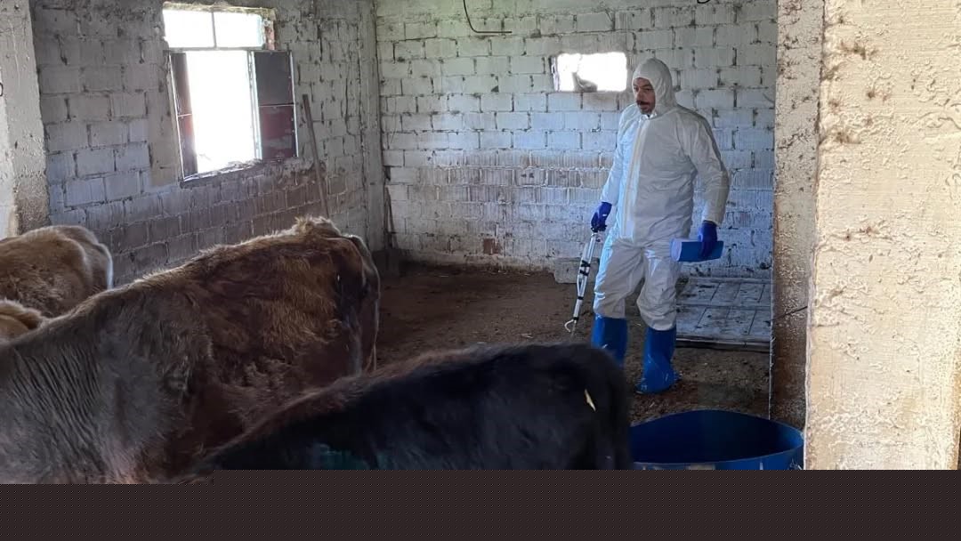 Aydın’da şap ve hastalıklara karşı aşılama çalışmaları sürüyor
