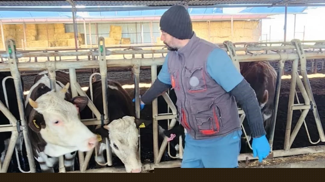 Aydın’da şap ve hastalıklara karşı aşılama çalışmaları sürüyor
