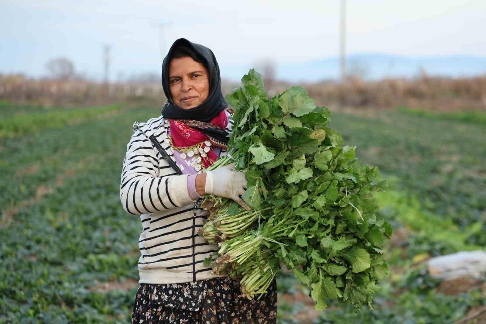 Aydın’da soğuk hava sebzeyi vurdu, tarlada verim düştü
