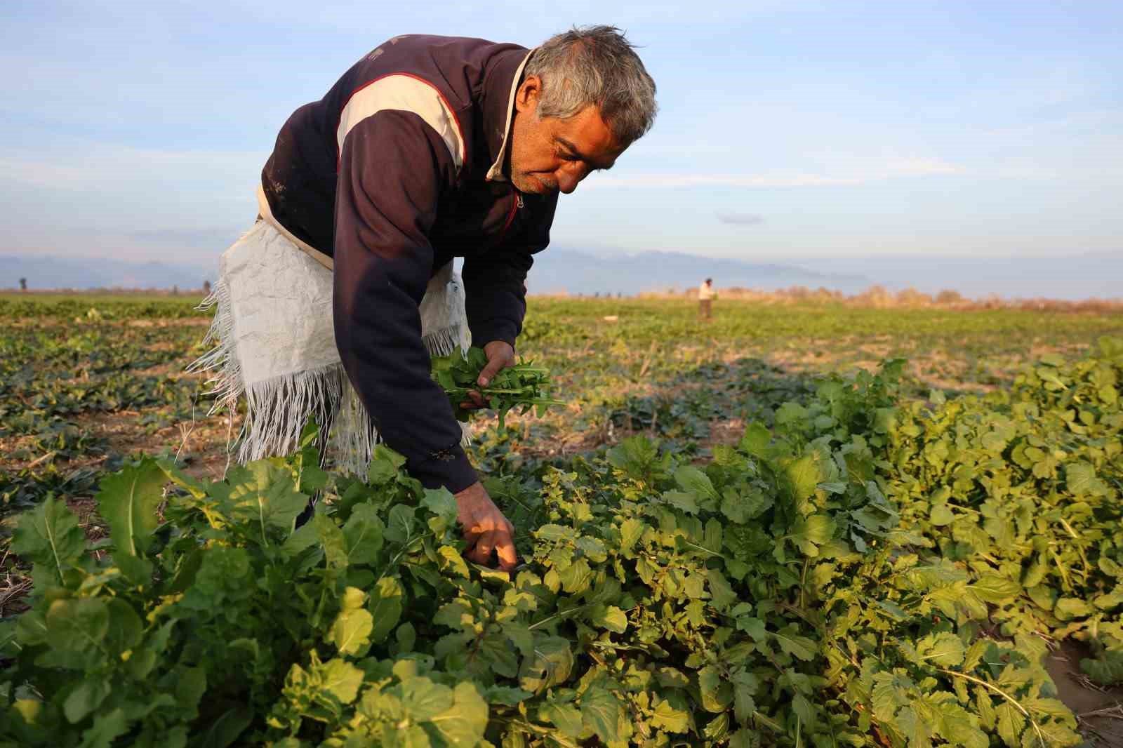 Aydın’da soğuk hava sebzeyi vurdu, tarlada verim düştü
