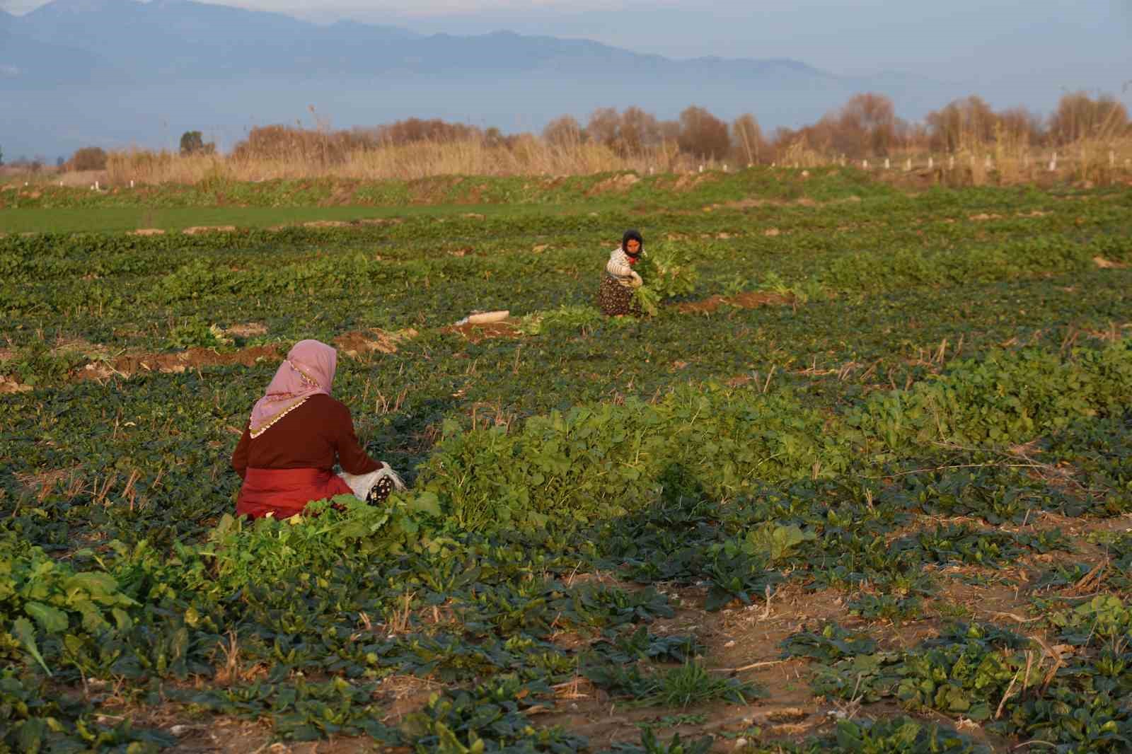 Aydın’da soğuk hava sebzeyi vurdu, tarlada verim düştü
