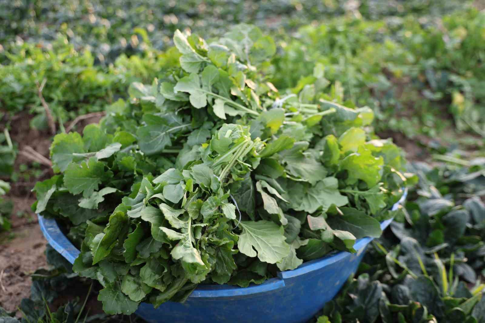 Aydın’da soğuk hava sebzeyi vurdu, tarlada verim düştü
