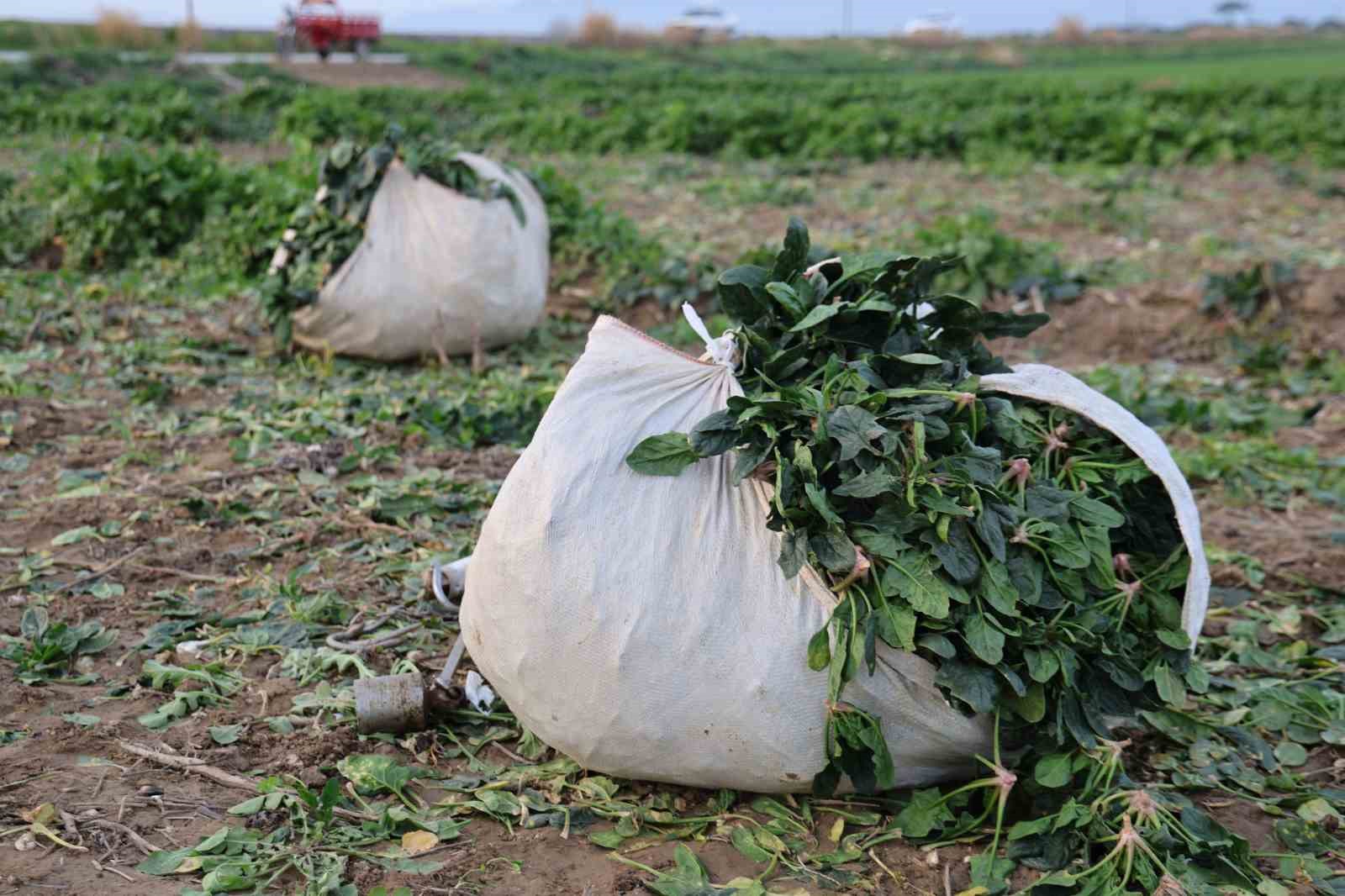 Aydın’da soğuk hava sebzeyi vurdu, tarlada verim düştü
