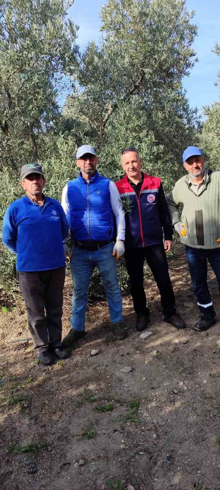 Aydın’da zeytin bahçeleri kontrol edildi
