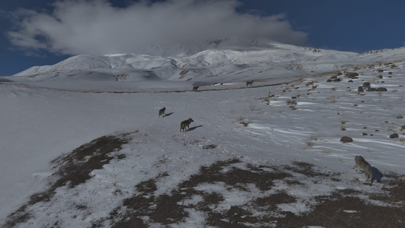 Aydınlar beldesinde kurt sürüsü görüntülendi
