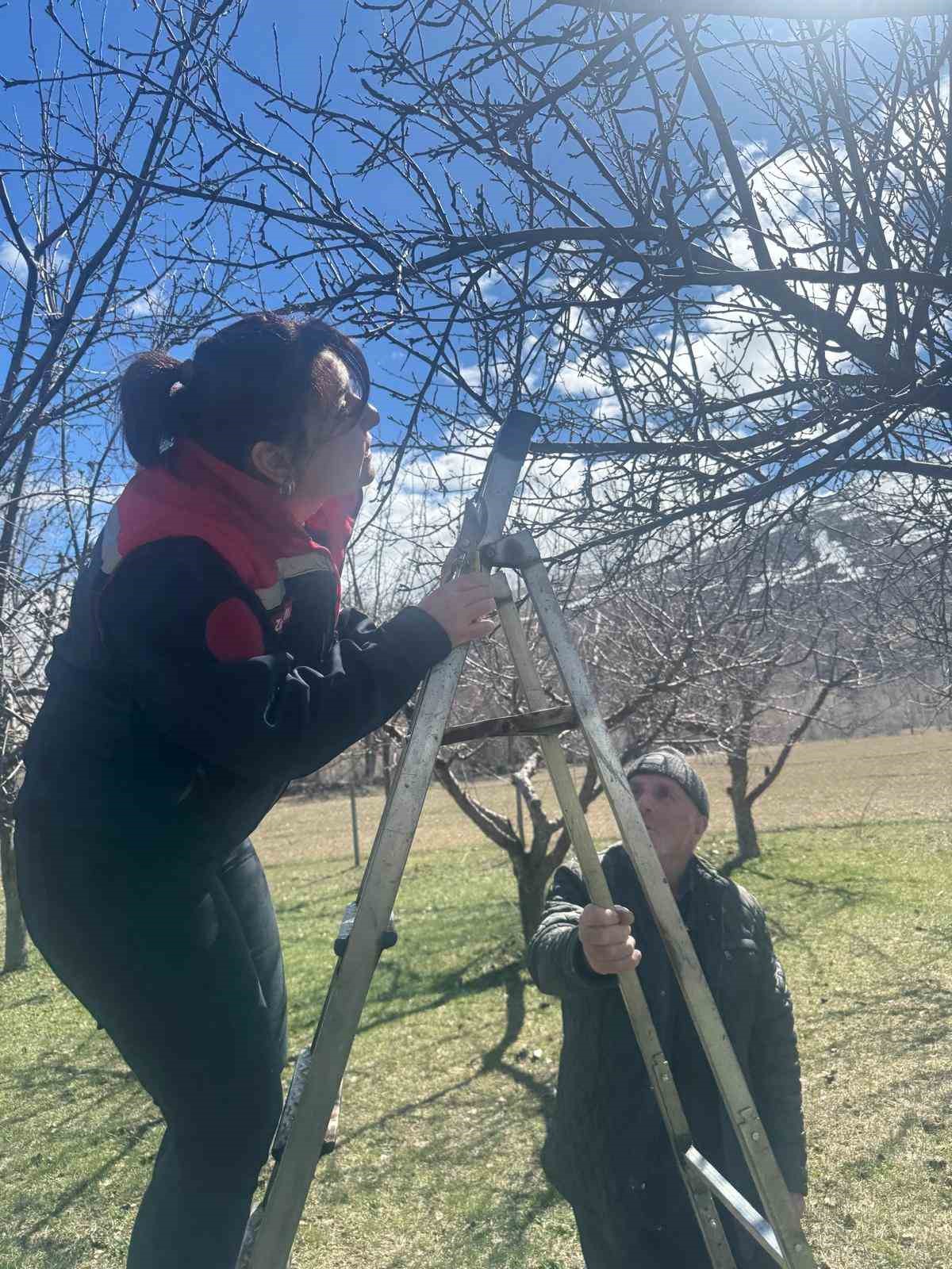 Aydıntepe’de meyve bahçelerinde budama uygulaması sürüyor
