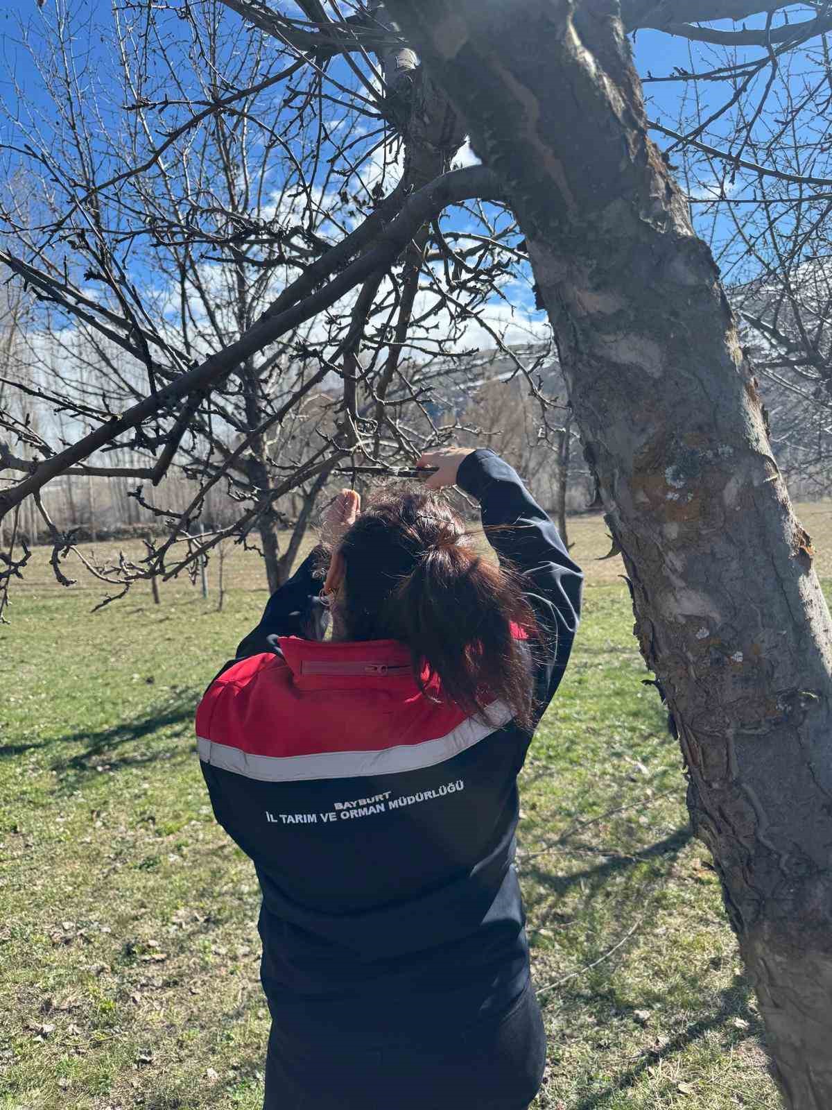 Aydıntepe’de meyve bahçelerinde budama uygulaması sürüyor

