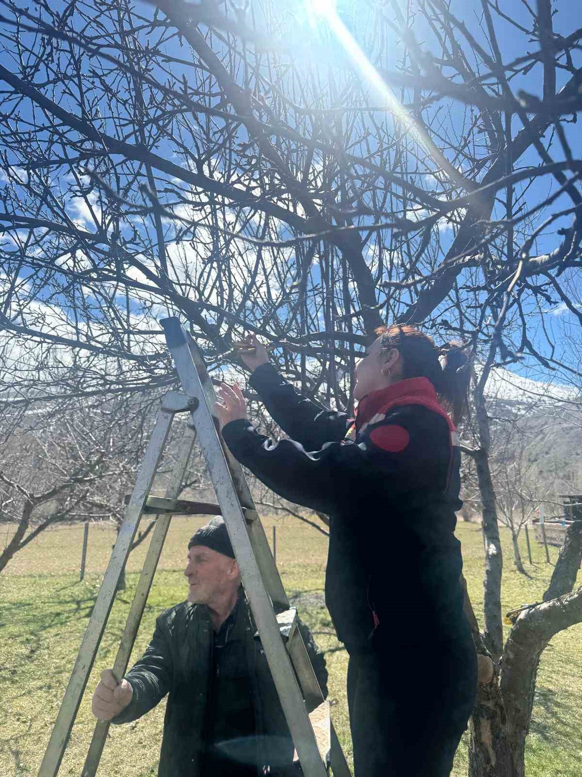 Aydıntepe’de meyve bahçelerinde budama uygulaması sürüyor
