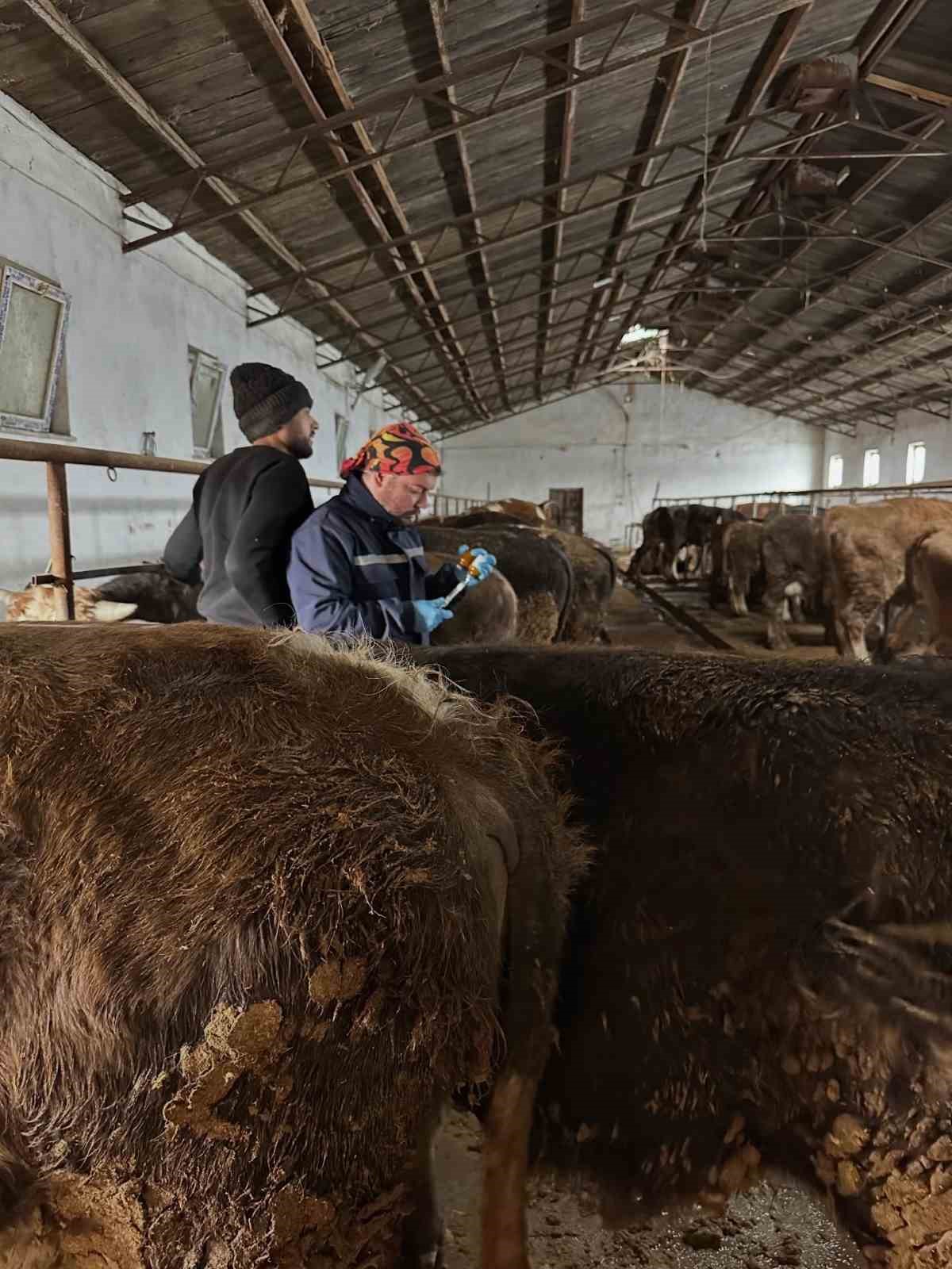 Aydıntepe’de şap aşılama ve küpeleme çalışmaları sürüyor
