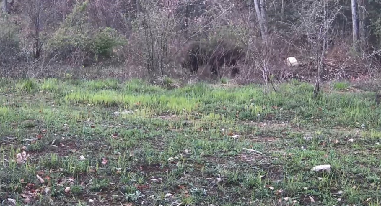 Ayı, domuz ve gelincik fotokapanla görüntülendi
