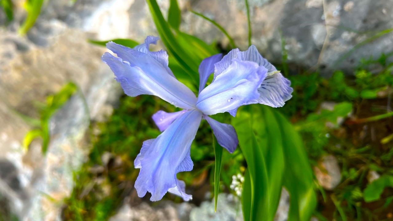 Ayı Nevruzu Gerger kayalıklarını renklendirdi
