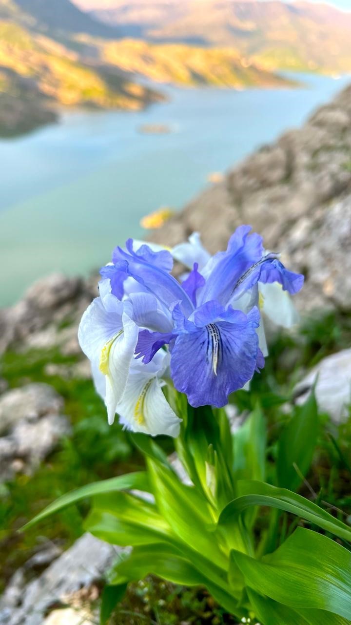 Ayı Nevruzu Gerger kayalıklarını renklendirdi
