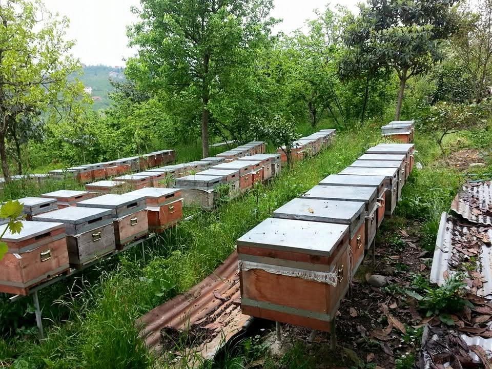 Ayıya elektrikli tuzak bile engel olamadı: Tellerin altını kazıp kovanlara ulaştı
