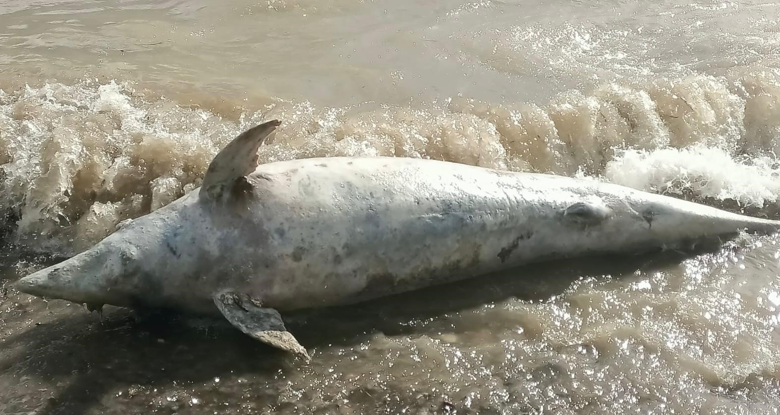 Ayvacık sahiline ölü yunus balığı vurdu
