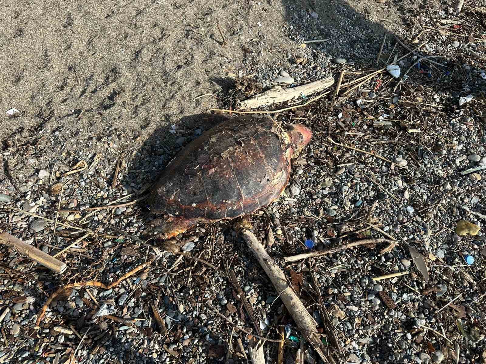 Ayvacık’ta ölü caretta caretta sahile vurdu
