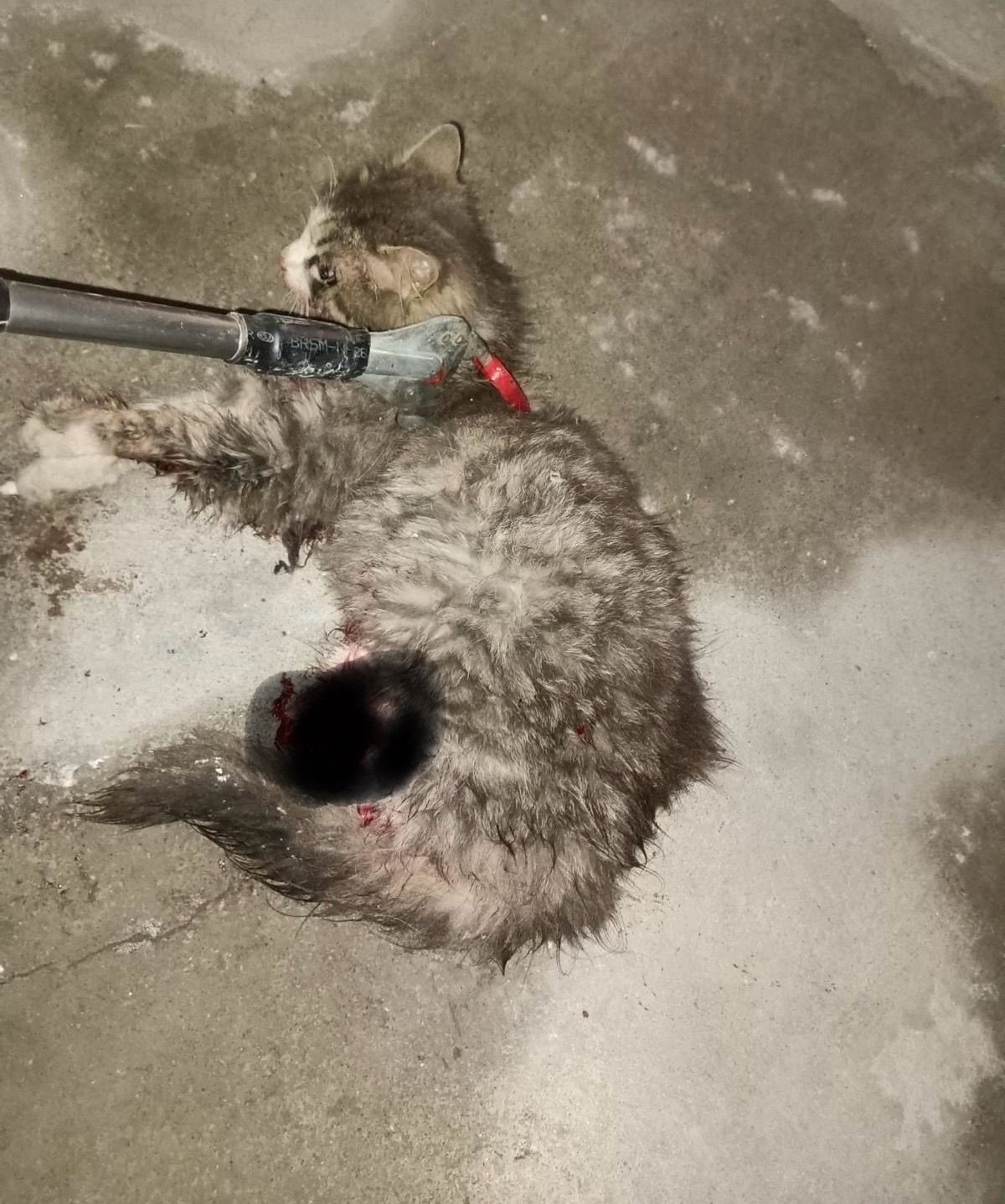 Ayvacık’ta otomobilde sıkışan kedi kurtarıldı
