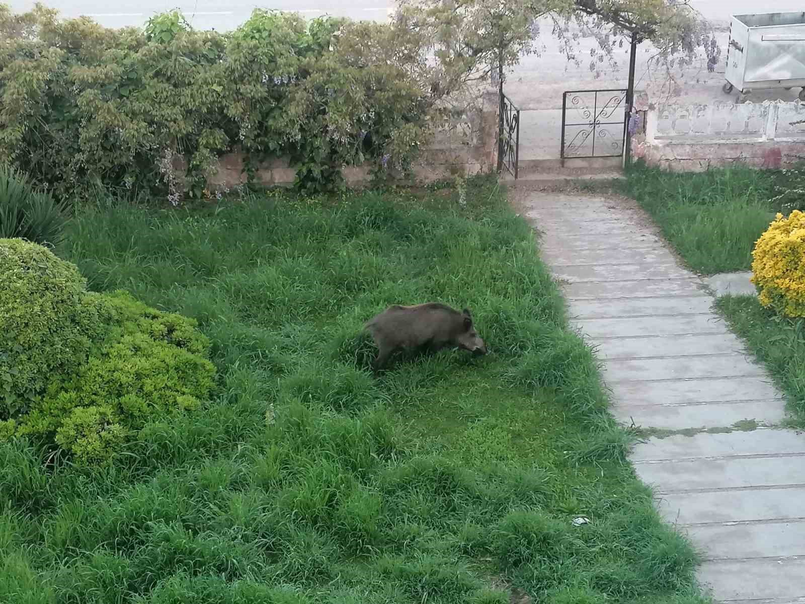 Ayvalık’ta Çamlık’ı yaban domuzları bastı
