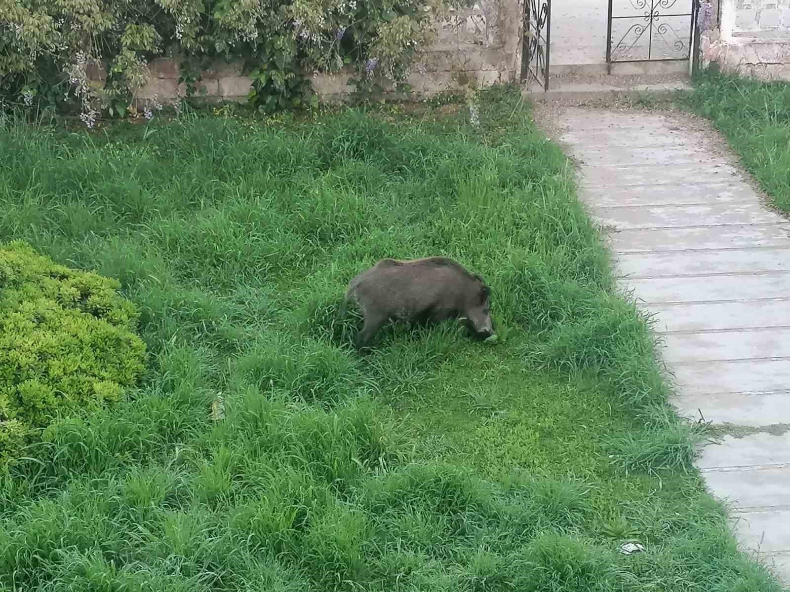 Ayvalık’ta Çamlık’ı yaban domuzları bastı
