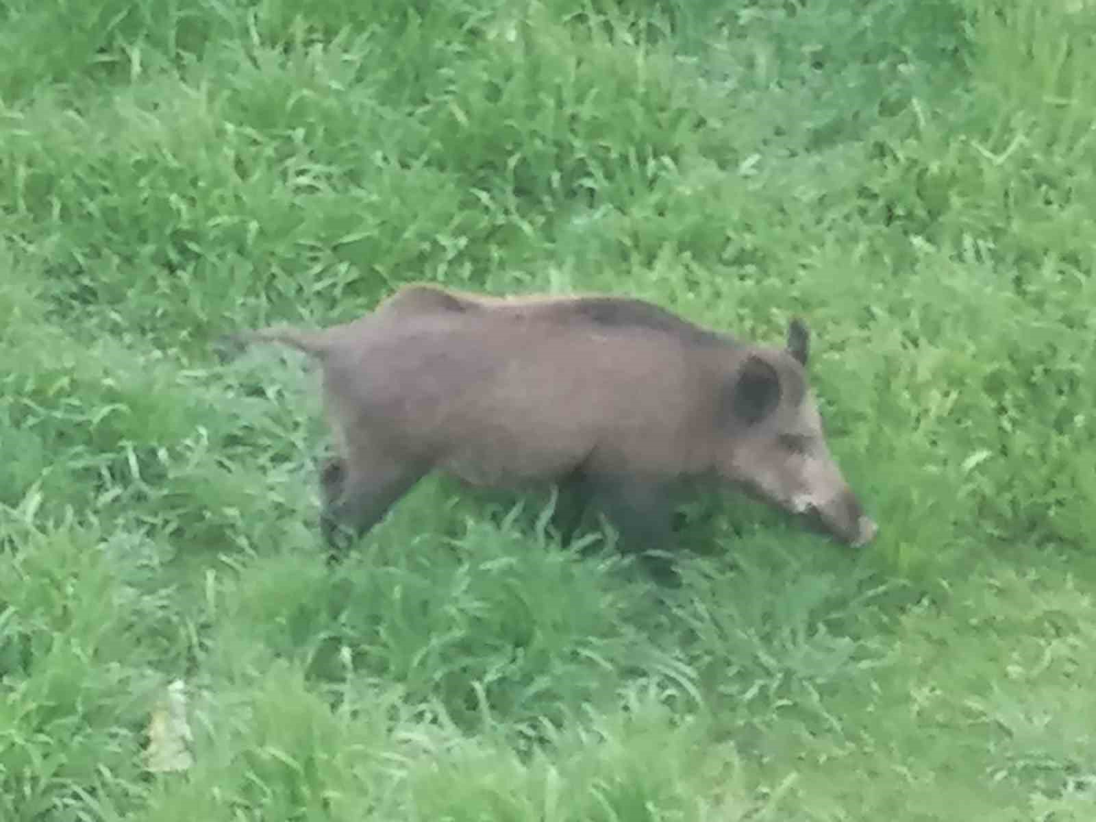 Ayvalık’ta Çamlık’ı yaban domuzları bastı

