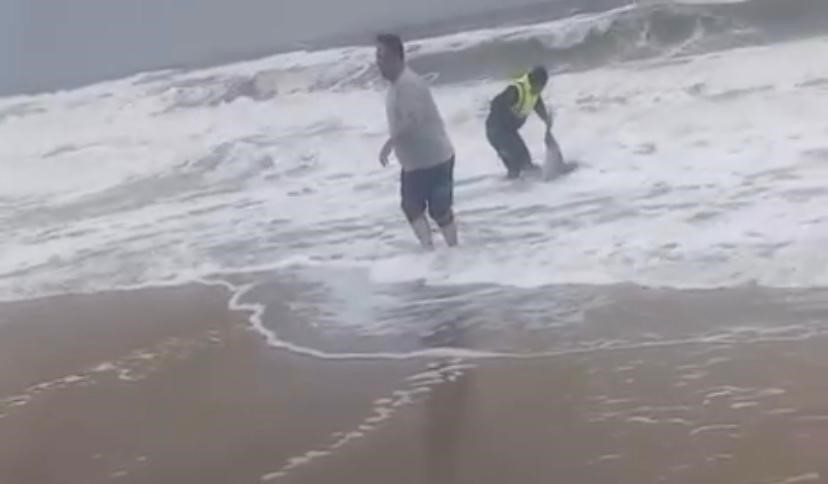 Ayvalık’ta karaya vuran yunusu vatandaşlar kurtardı
