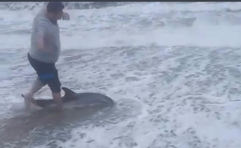Ayvalık’ta karaya vuran yunusu vatandaşlar kurtardı
