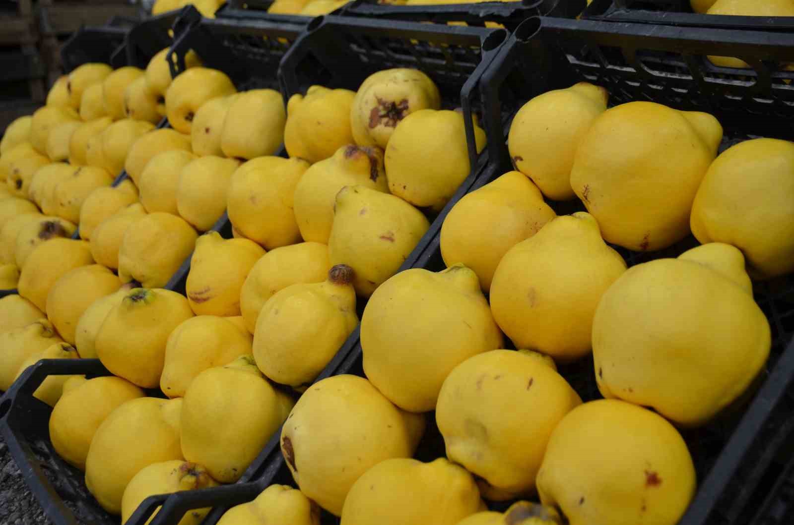 Ayvayı bu sene ayaz vurdu, fiyatlar fırladı
