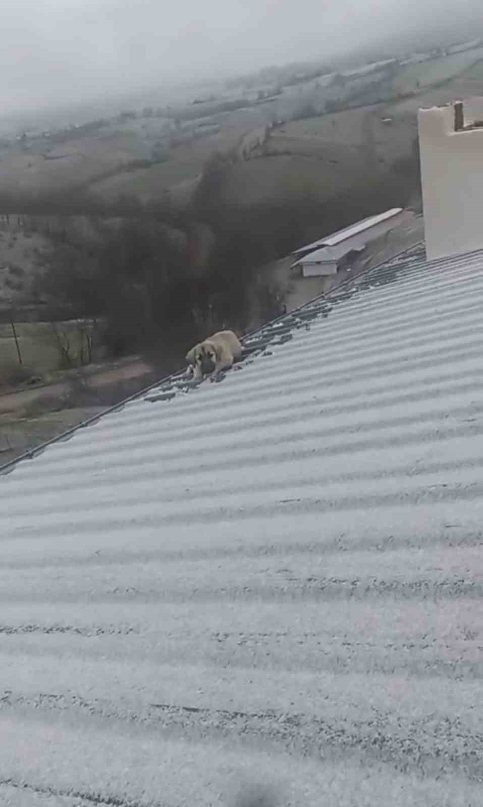 Baba oğul, çatıda ölümün eşiğindeki yavru köpeği kurtardı
