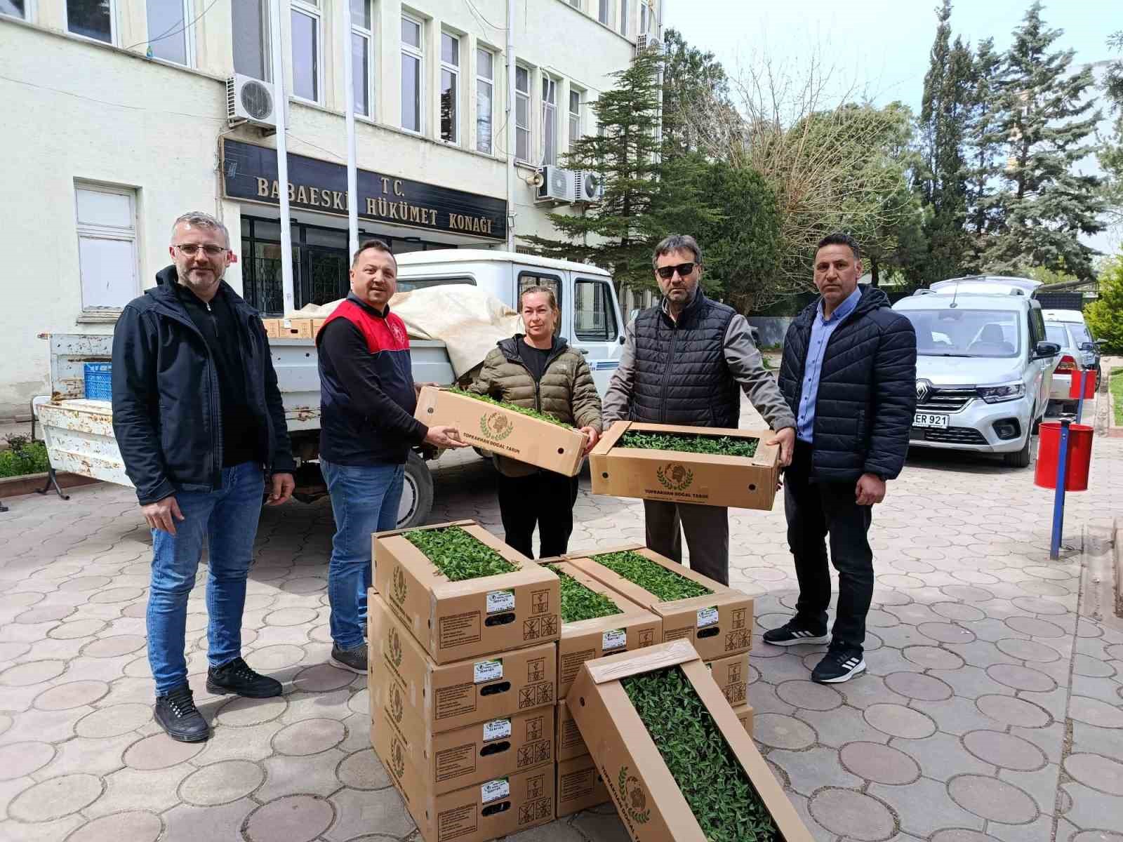 Babaeski’de üreticiye 2 bin kırmızı domates fidesi verildi
