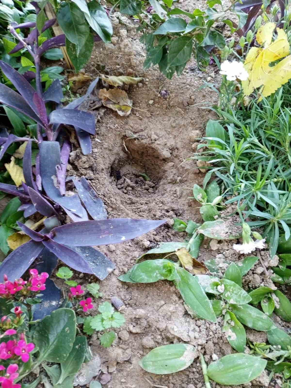 Babasının mezarındaki çiçekleri söküp uyuşturucu sakladılar
