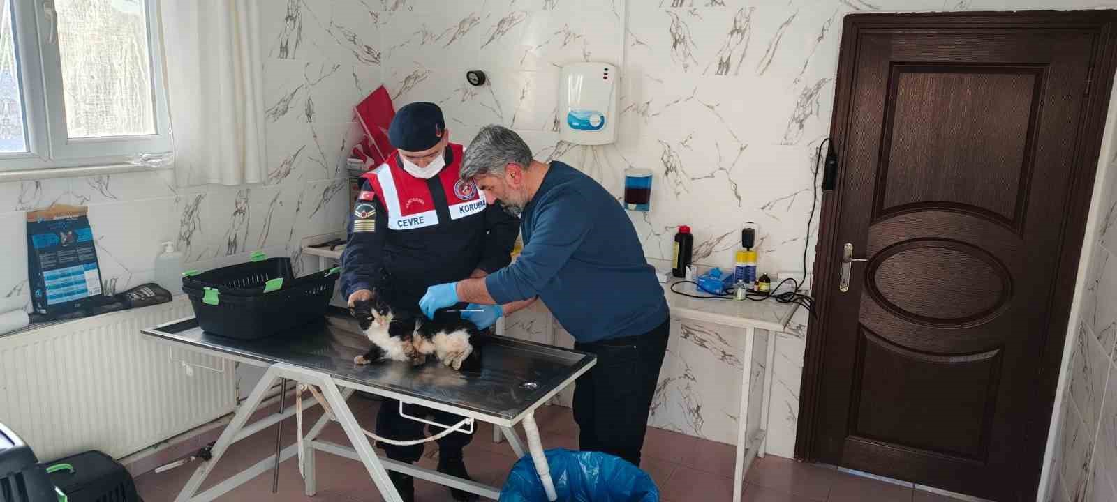 Bacağı kopmak üzere olan kedi HAYDİ ekiplerince kurtarıldı
