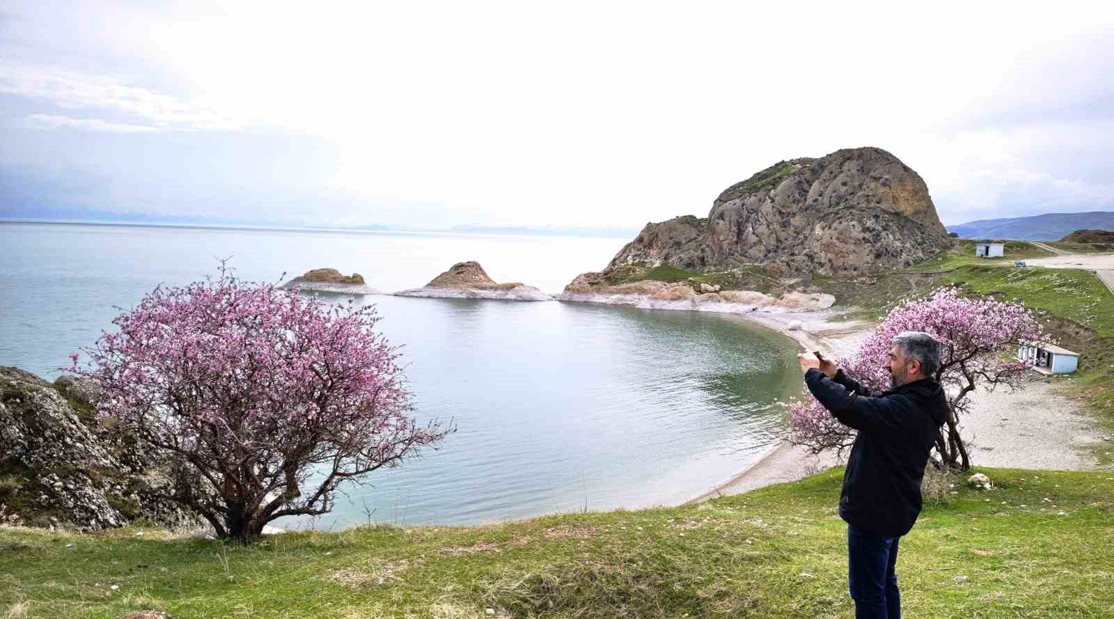 Badem çiçekleri Van Gölü kıyılarını renklendirdi
