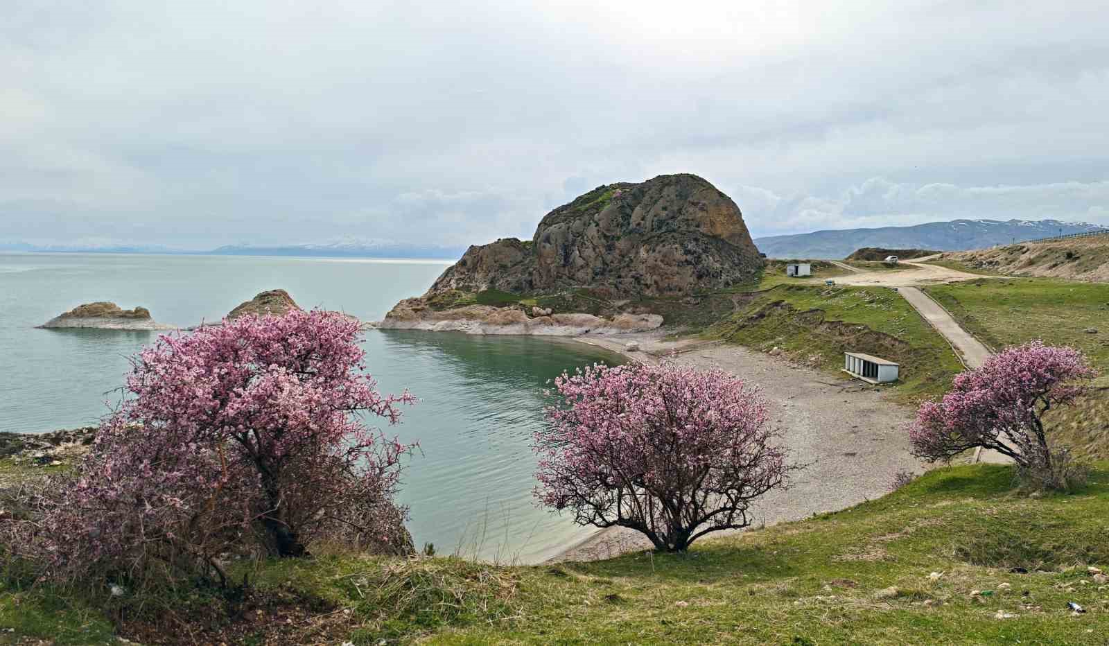 Badem çiçekleri Van Gölü kıyılarını renklendirdi
