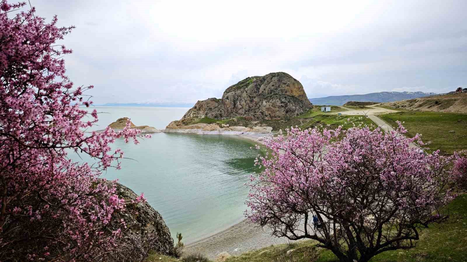Badem çiçekleri Van Gölü kıyılarını renklendirdi
