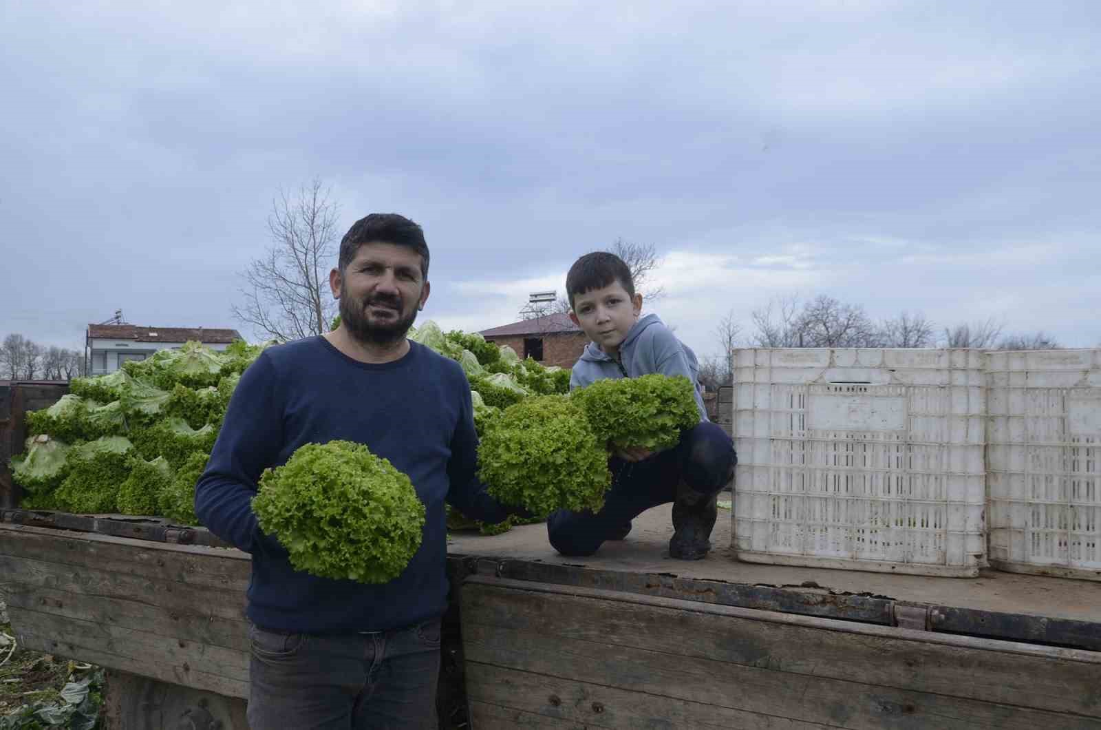 Bafra Ovası’nda 570 dekar alanda marul üretimi
