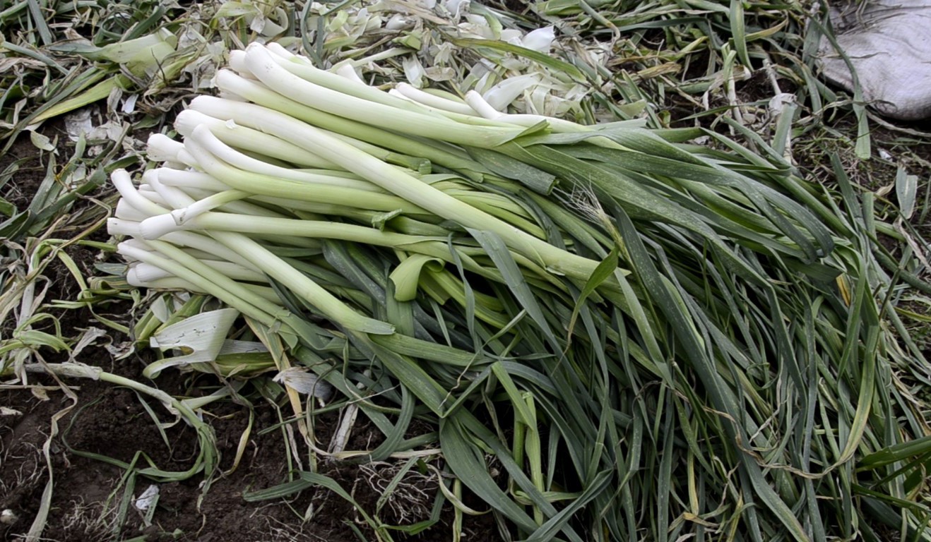 Bafra Ovası’nda pırasa hasadı: Bu yıl rekolte yüksek
