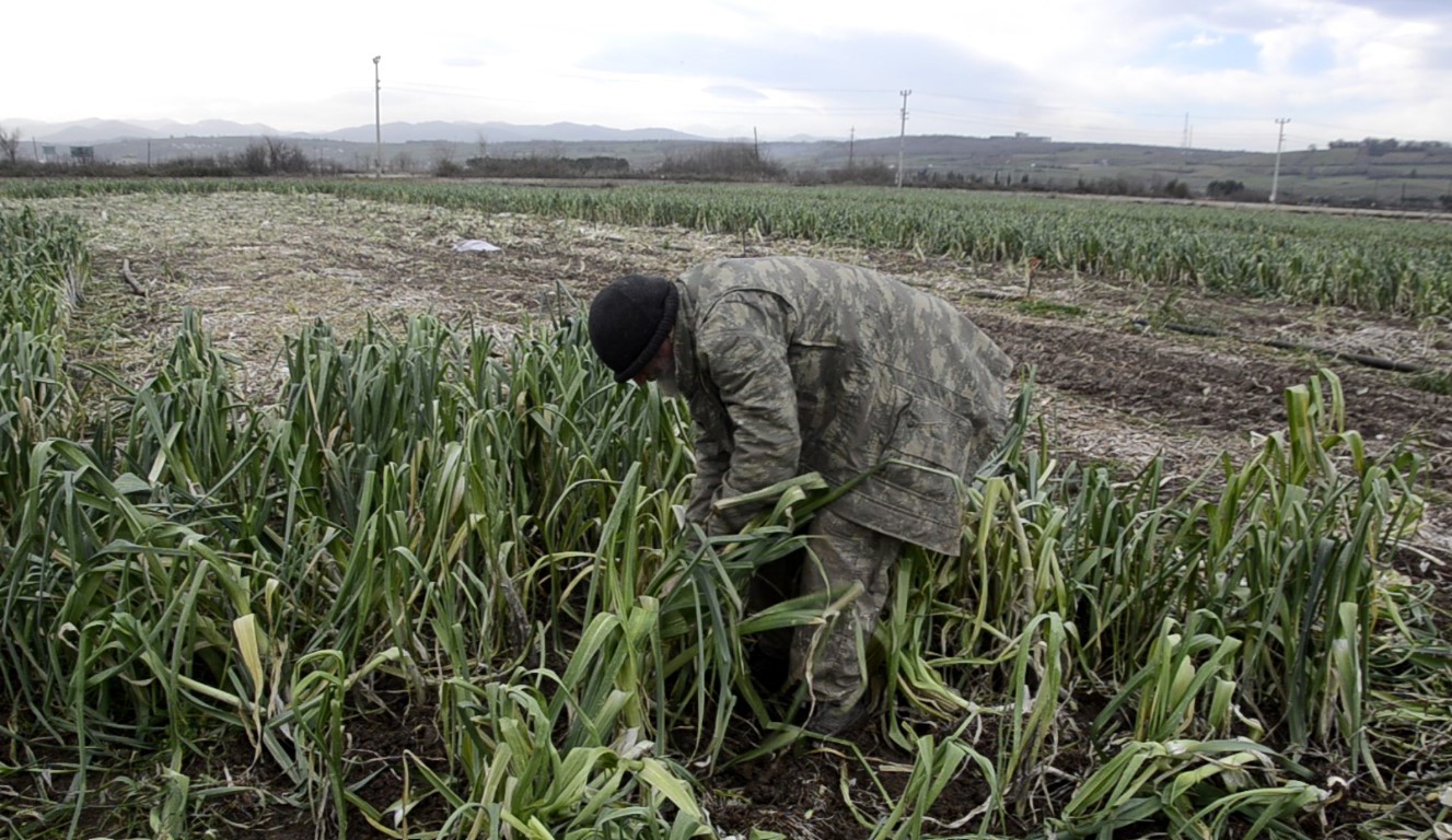 Bafra Ovası’nda pırasa hasadı: Bu yıl rekolte yüksek
