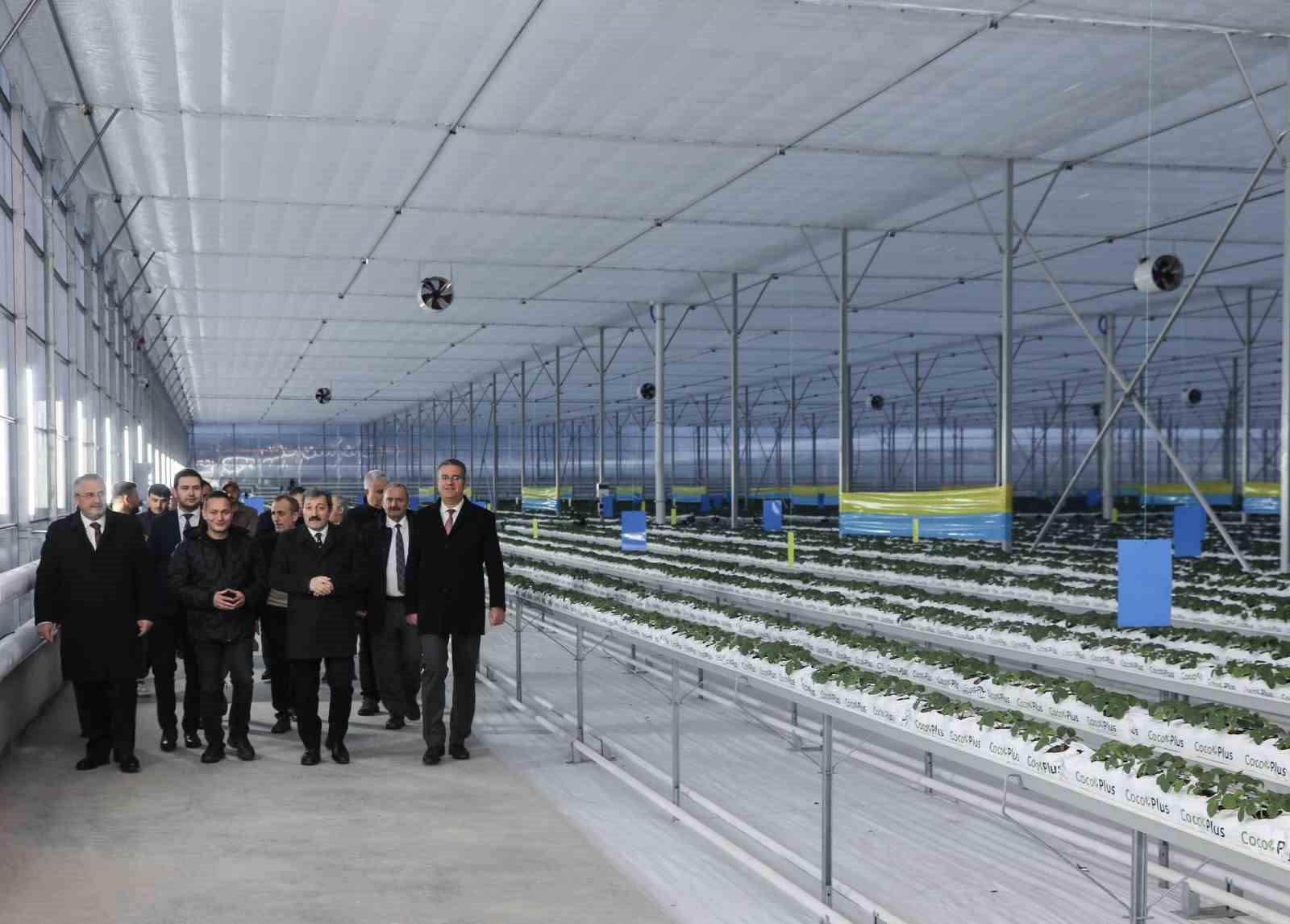 Bafra Sera OTB’de topraksız çilek üretimi
