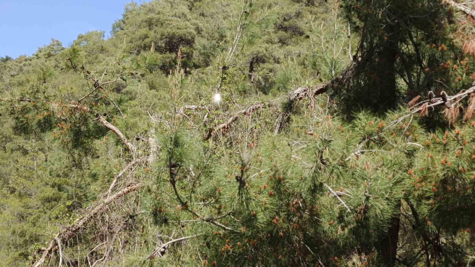 Bafra’da "çam kese böceği" tehlikesi

