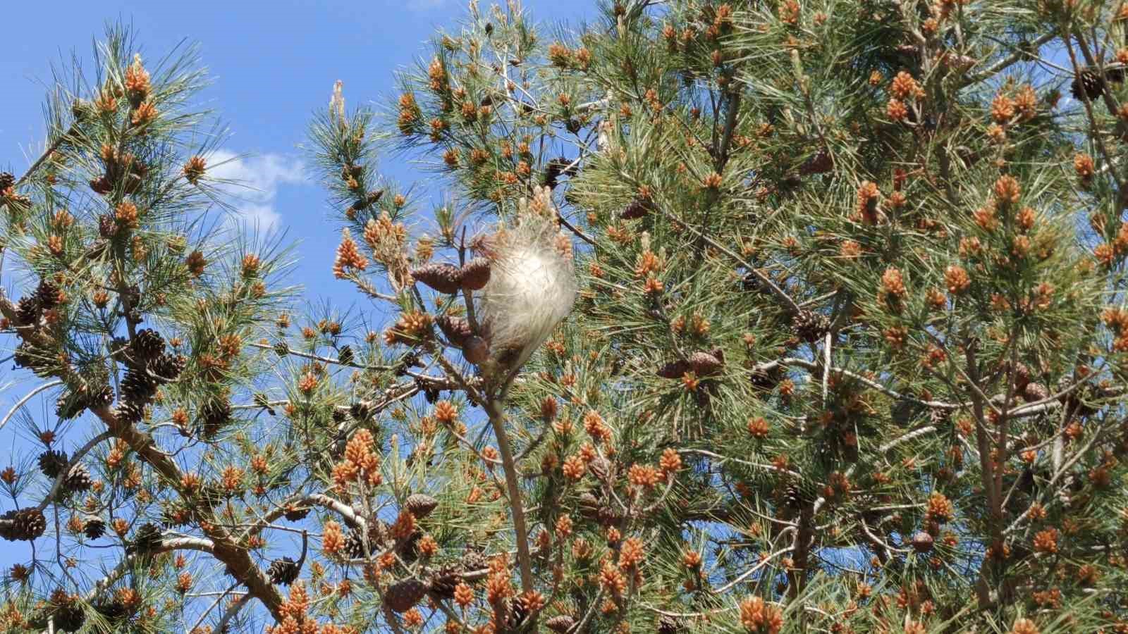 Bafra’da "çam kese böceği" tehlikesi
