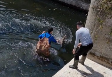 Bafra’da kanala düşen karaca kurtarıldı
