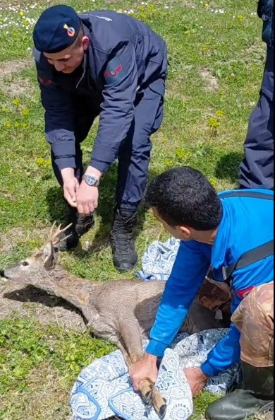Bafra’da kanala düşen karaca kurtarıldı
